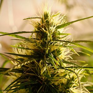 Mango Pepper 5 u. reg. French Touch Seeds