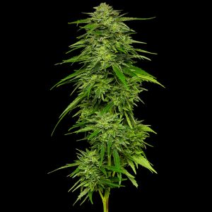Semillas feminizadas Mango Sherbert para cultivo