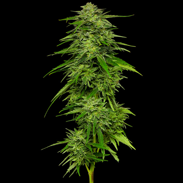 Semillas feminizadas Mango Sherbert para cultivo