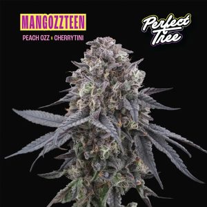 Semillas feminizadas Mangozzteen de Perfect Tree para cultivo