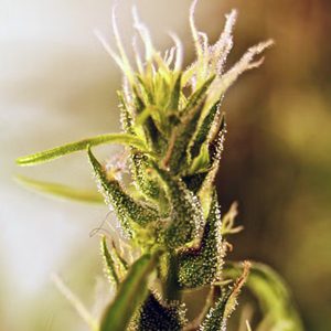 Mangu Karot 5 u. REG French Touch Seeds