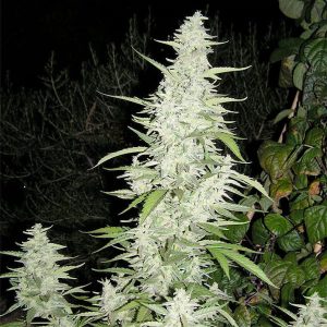 semillas feminizadas Maroc de Female Seeds