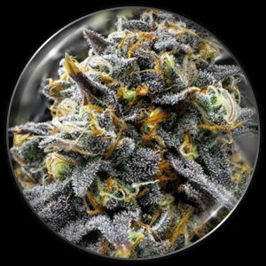 Medical Donuts Medical seeds