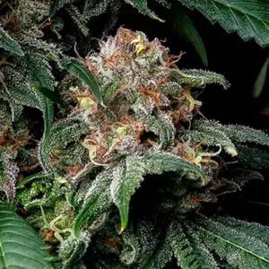 semillas feminizadas Mendo Breath de Barney's Farm