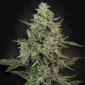 Mendo Creme Paradise Seeds