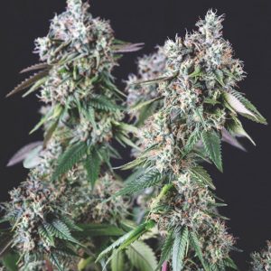 semillas feminizadas Mendocino Purple Kush de Pyramid Seeds para cultivo