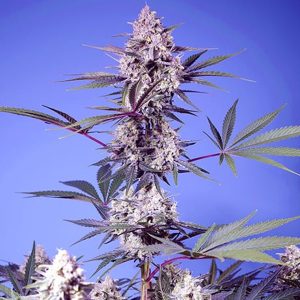 semillas feminizadas Mental Rainbow F1 Fast Version Sweet Seeds