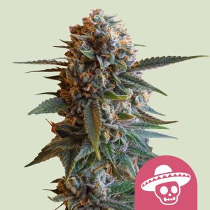 Mexican Rush Royal Queen