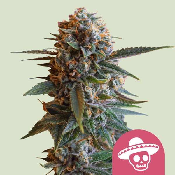 Mexican Rush Royal Queen