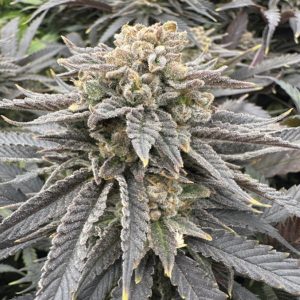 Midnight Zlap Gratefull Seeds