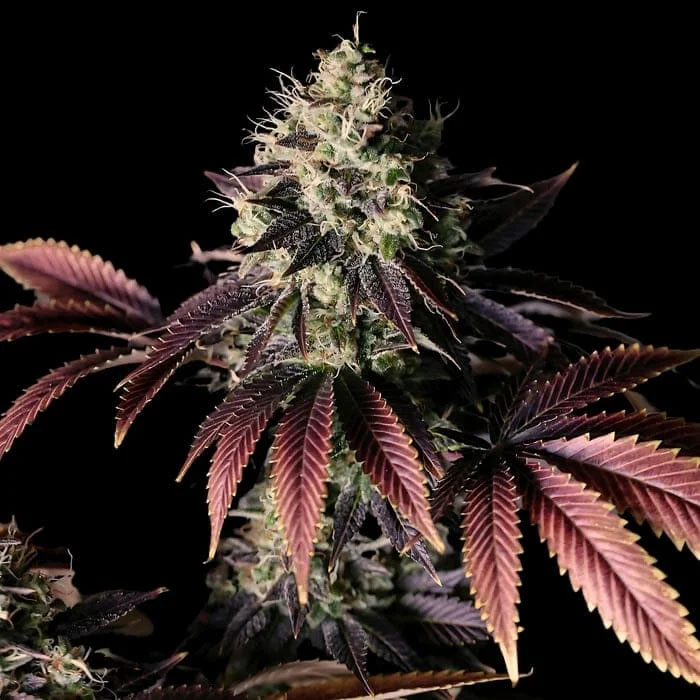 Semillas feminizadas Millionaire Mindset Empire Seeds para cultivo