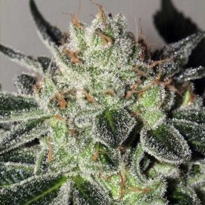 Semillas feminizadas Mimosa Cookies Mamiko Seeds para cultivo