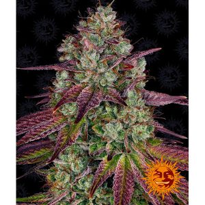 semillas feminizadas Mimosa EVO de Barney's Farm para cultivo