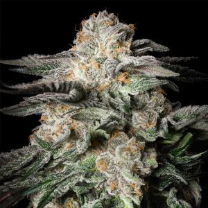 Mint Candy Silent Seeds