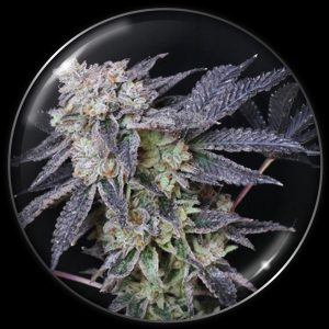 Mintzkittlez Medical seeds