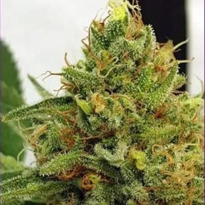 Semillas feminizadas Miss Orange Nectar ZmoothieZ paquete de 4 unidades