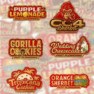 semillas feminizadas Mix Fast Flowering FastBuds para cultivo