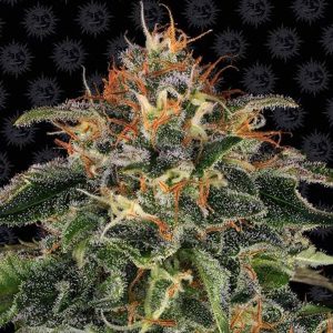 semillas feminizadas Moby Dick de Barney's Farm para cultivo