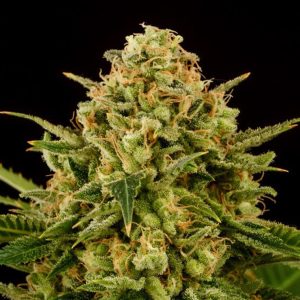 Monkey Grease 3 u. fem. Kannabia Seeds