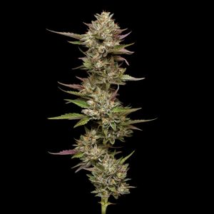 Moonfog Feminized 5 u. fem Humboldt Seeds Company