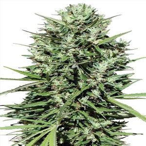 Morocco Beldia Kif 5 u. Regular Ace Seeds
