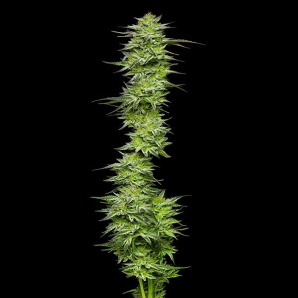 semillas feminizadas Mountaintop Mint de Humboldt Seeds Company