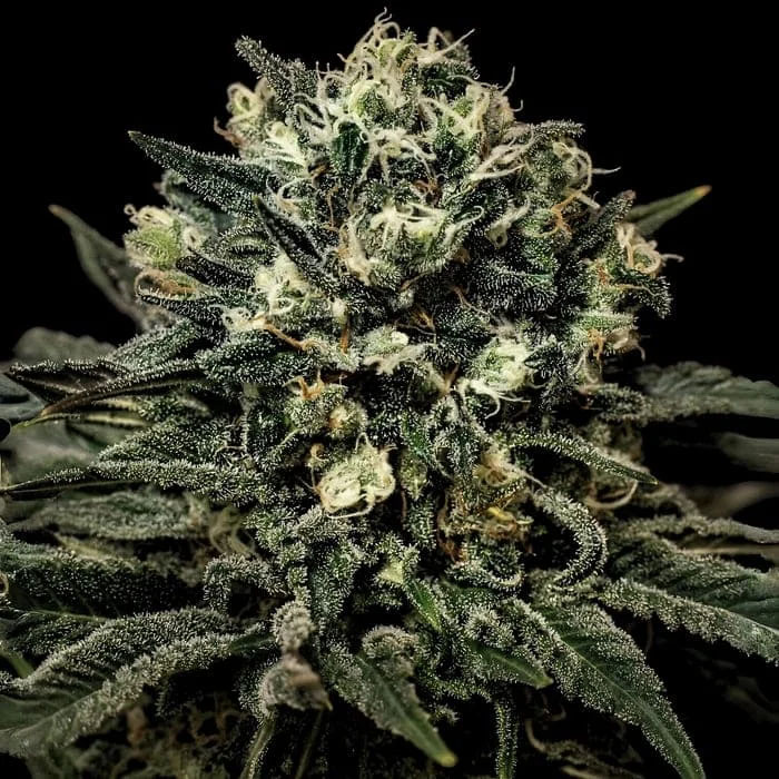 semillas feminizadas Muddy Waters de Empire Seeds para cultivo de cannabis