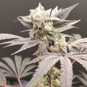 Naughty Dawg 4 u. Seeds of Anarchy