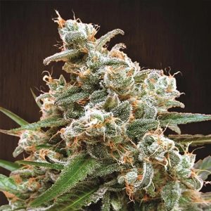 Nepal Jam 5 u. Regular Ace Seeds
