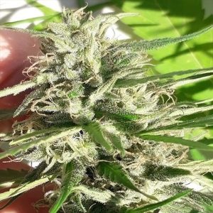 New Caledonia 5 u. Regular Ace Seeds