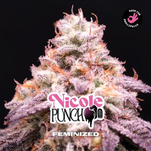 semillas feminizadas Nicole Punch para cultivo