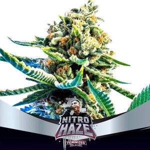 Nitro Haze 2 u. fem BSF Seeds
