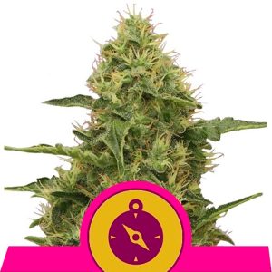 Northern Light 1 u. fem. Royal Queen