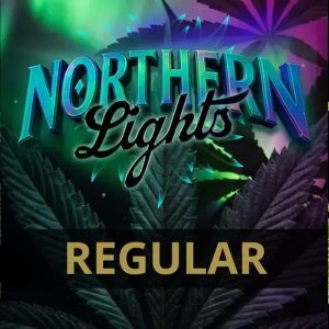 Planta de cannabis Northern Lights Barney's en etapa de floración con cogollos densos y hojas verdes, cultivo indoor
