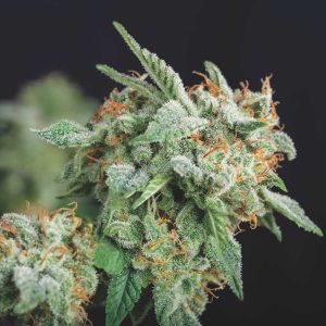 semillas feminizadas Northern Lights x Runtz de Pyramid Seeds para cultivo