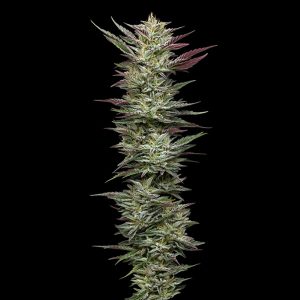 Semillas feminizadas Notorious THC Humboldt Seeds Company para cultivo
