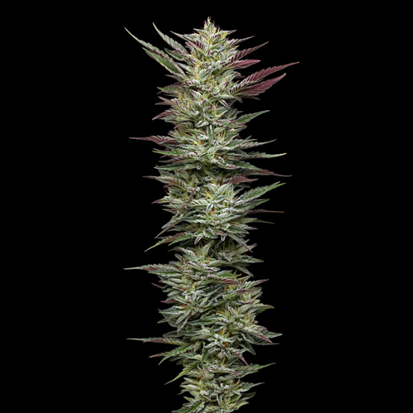 Semillas feminizadas Notorious THC Humboldt Seeds Company para cultivo