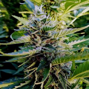 Nuttea Haze French Touch Seeds