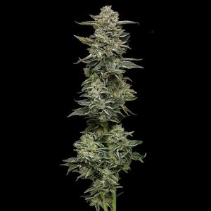 semillas feminizadas Nutter Budder Humboldt Seeds Company para cultivo