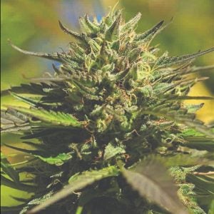 semillas feminizadas OG Kush de Humboldt Seeds Company para cultivo