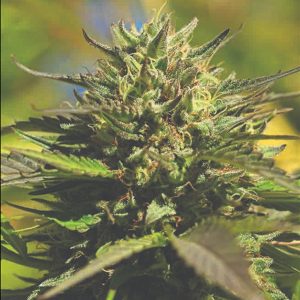OG Kush 5 u. fem Humboldt Seeds Company