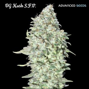 OG Kush S.F.V. 1 u. fem. Advanced Seeds