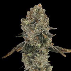 Obsession Gratefull Seeds