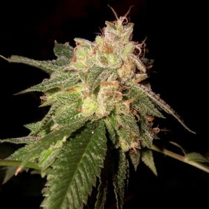 Og Kush 3 u. fem. DNA Genetics