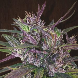 Oldtimer´s Haze 5 u. Regular Ace Seeds