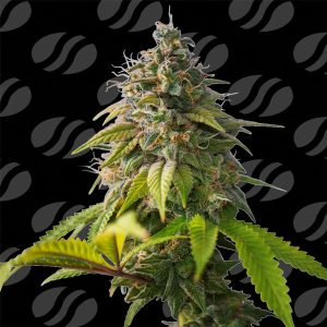 semilla feminizada Orange Biscuit de Original Sensible Seeds