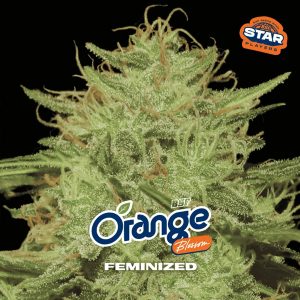 semillas feminizadas Orange Blossom para cultivo