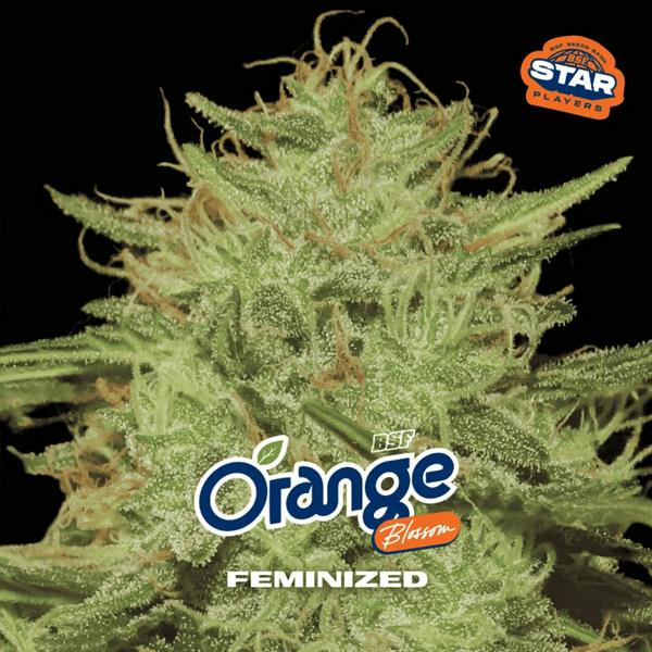 semillas feminizadas Orange Blossom para cultivo