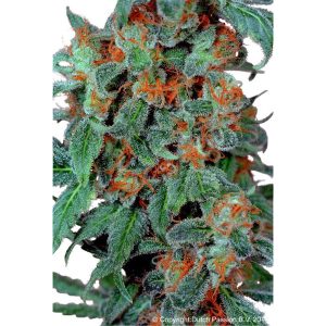 Orange Bud 1 u. fem. Dutch Passion