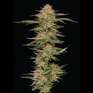 Orange Cream Pop 5 u. fem Humboldt Seeds Company